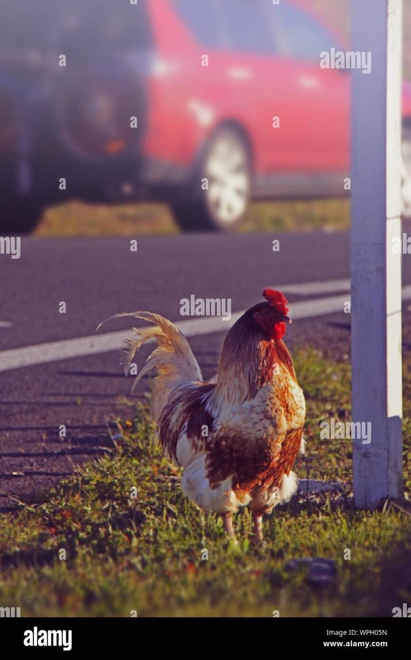 Chicken road - Descubre los Secretos detrás del Éxito de Chicken Road Casino en España